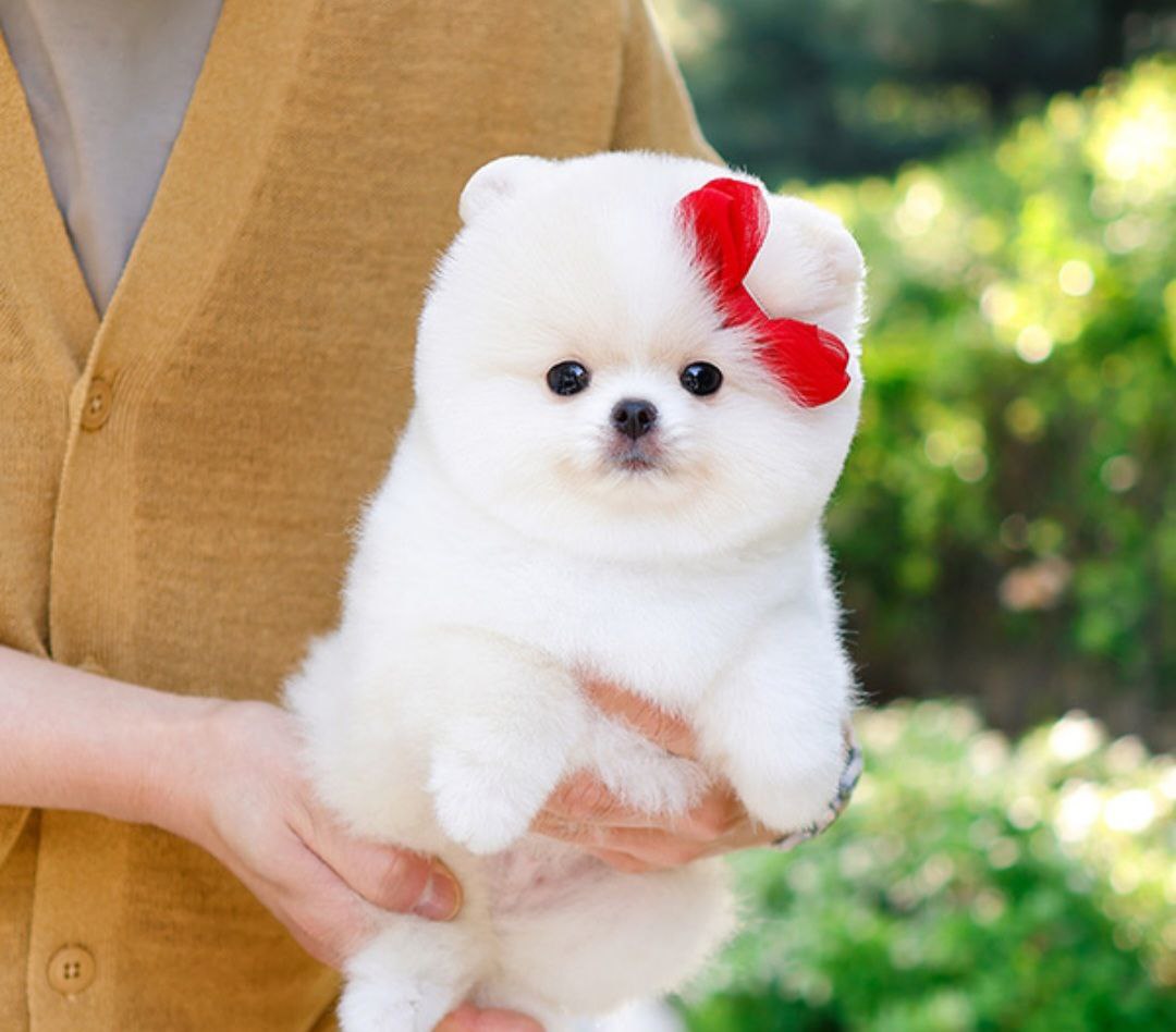 Pomeranian