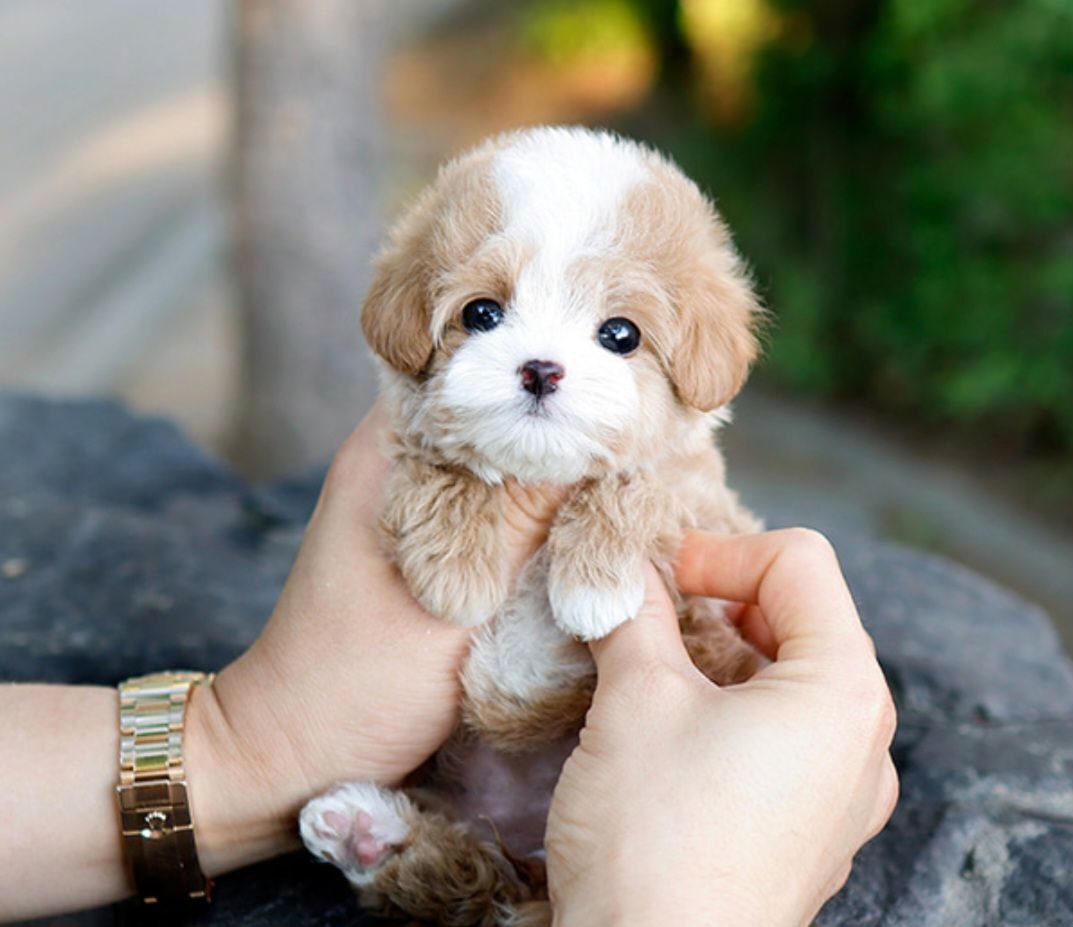 Maltipoo