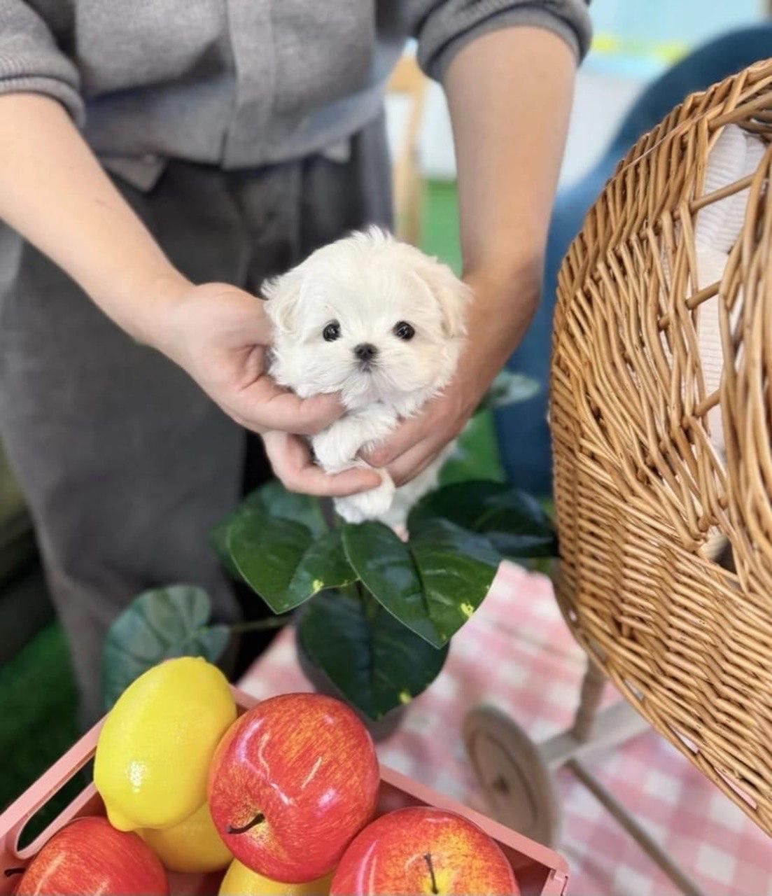 Maltese